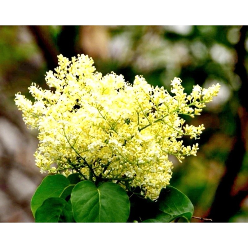 PeavyTailor 50 Yellow Lilac Seeds Fragrant Flower Shrub Bush Japanese