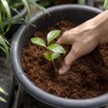 Smart Garden Fibra Coco Comprimida 14cm 8cm Tus Macetas Huertos