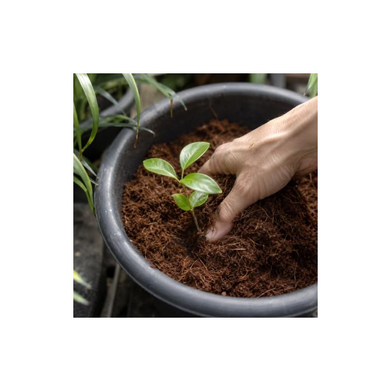 Smart Garden Fibra Coco Comprimida 14cm 8cm Tus Macetas Huertos