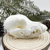 Taxidermy Real Animals Skull Decor - Model Animals Bones Specimen,Taxidermy