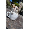 Teacup Dog and Cat Series (Triltoise Cat)
