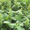 Palm Beach Medicinal Herbs - Peruvian Basil (Ocimum micranthum) -