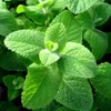 Apple Mint Mentha Rotundifolia Mint Bowle's 1000+ Seeds for Planting