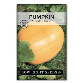 Sow Right Seeds - Atlantic Giant Pumpkin Seeds for Planting - Non-GMO Heirloom Packet with Instructions to Plant an Outdoor Home Vegetable Garden - Fast Growing and Huge - Backyard Jack O Lanterns (1)