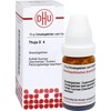 DHU Thuja D4 Spreading Balls 10 g Globules