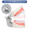 Ultrassist Typodont - Modelo de dientes con 28 dientes extraíbles,