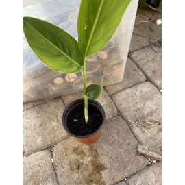 1 Live Alpinia Galanga Galangal Plant/Cây riềng/củ riềng/Thai Ginger Well Roots 6-12" Tall. in 4" Pot. Organic Grow