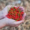 Eden Brothers Hot Pepper Seeds - Chile De Arbol