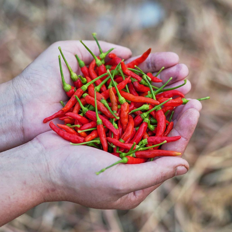 Eden Brothers Hot Pepper Seeds - Chile De Arbol