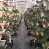 Tectsia Strawberry Vertical Planters, 5 Tiered Stacking Tower Garden with