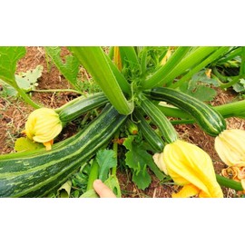 TomorrowSeeds - Cocozelle Zucchini Seeds - 20+ Count Packet - Italian Striped Squash Napoli Costata Romanesco Garden Vegetable Seed