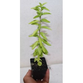 Manasota Permaculture 14'' Tall Live Kei Apple Seedling (Dovyalis Caffra) Organic Rare