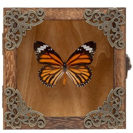 Real Framed Butterflies Shadow Boxes - Framed Butterfly Taxidermy Unique Metal Pushpin Fixation, Oddities and Curiosities Gifts Butterfly Decoration Box (Tabby Butterfly (Family Papilionidae))