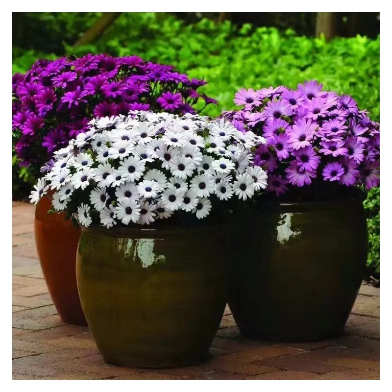 Calndula 50 Cpsulas - Pura Esencia Natural