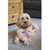 Rosewood Chubblez Bonnie Birthday Bear Plush Dog Toy, Gift for