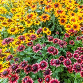 Black Eyed Susan Seeds - Cherry Brandy - Packet - Red Flower Seeds, Open Pollinated Seed Attracts Bees, Attracts Butterflies, Attracts Pollinators, Easy to Grow & Maintain, Container Garden