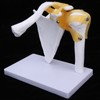 1:1 Life Size Human Anatomy Shoulder Joint Model Shoulder Blade