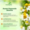 Outsidepride Roman Chamomile Seeds - 50000 Pcs Perennial, Drought Tolerant,