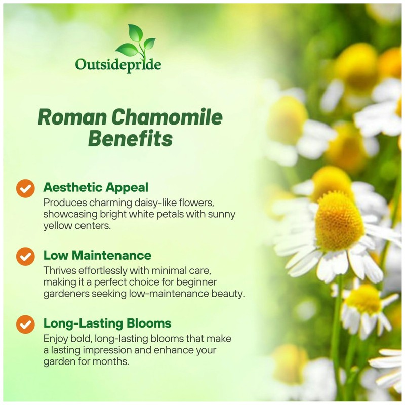 Outsidepride Roman Chamomile Seeds - 50000 Pcs Perennial, Drought Tolerant,