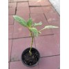 Pepino Melon 1 Pepino Melon Plant 8” With Pot Golden