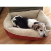 Aspen Pet 80869 Self-Warming Dog Bed, 30" x 24", Color