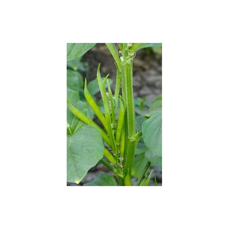 30 Cluster Beans Seeds, Non-GMO, Heirloom, High Yield for Canadian