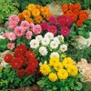 22Day Seeds: Seeds Dahlia Double Mix/Annual Flowers