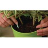 Scotts Indoor Plant Food Spikes, Includes 48 Spikes - Continuous