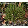 Rose of Jericho Resurrection Fern - Selaginella lepidophylla