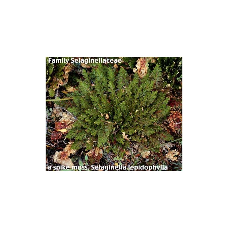 Rose of Jericho Resurrection Fern - Selaginella lepidophylla