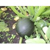 Seeds Squash Zucchini Botsman Black Vegetable Ukraine