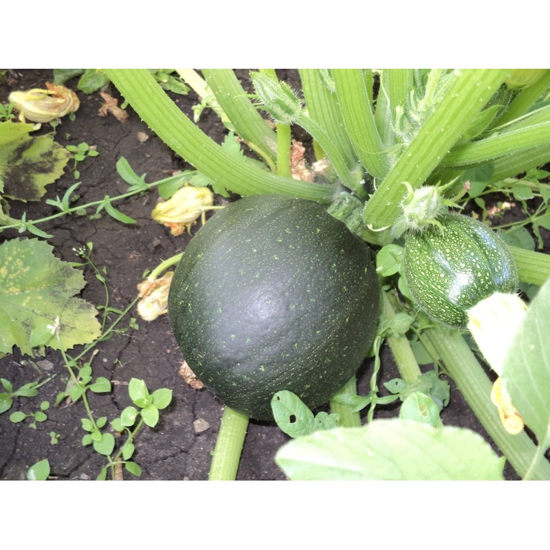 Seeds Squash Zucchini Botsman Black Vegetable Ukraine