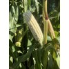 Silvermine White Dent Corn Seeds for Planting 80 Seeds. 1