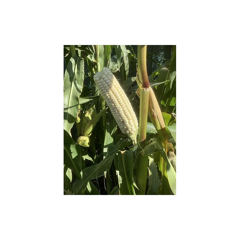 Silvermine White Dent Corn Seeds for Planting 80 Seeds. 1