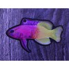 Aquatic Planet Reef Tank Fish Stickers Holographic Shiny Corals for