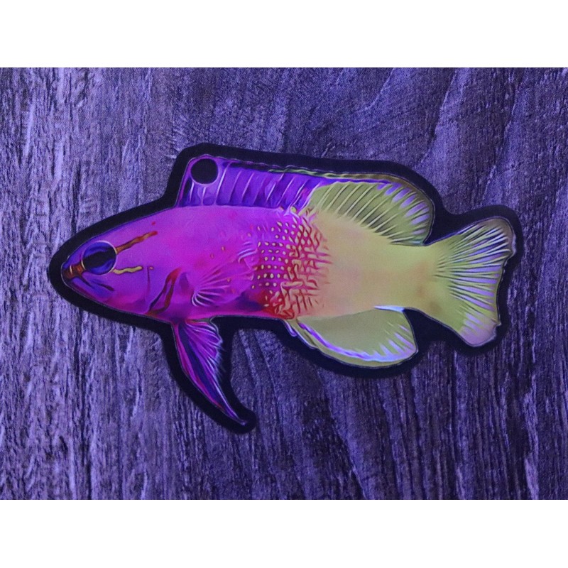 Aquatic Planet Reef Tank Fish Stickers Holographic Shiny Corals for