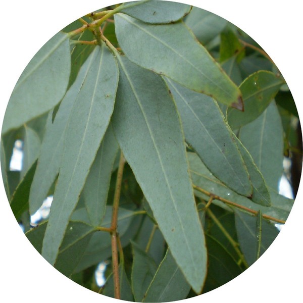 Living Libations Eucalyptus Lemon Ironbark Essential Oil, 30ml