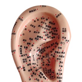 Milageto Human Ear Acupoint Massage Practice Tool Soft PVC Props Ear Teaching Model Auricular Acupoint Model for Training Learning, Right