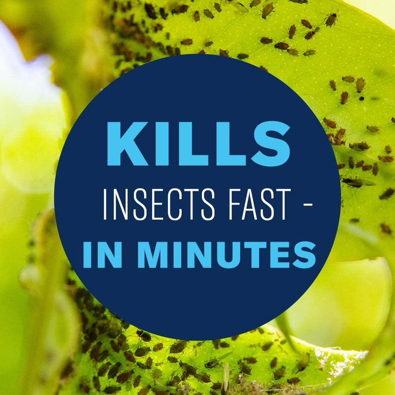 BioAdvanced Organics Brand Insect Killer for Houseplants, Ready-to-Use, 24 oz