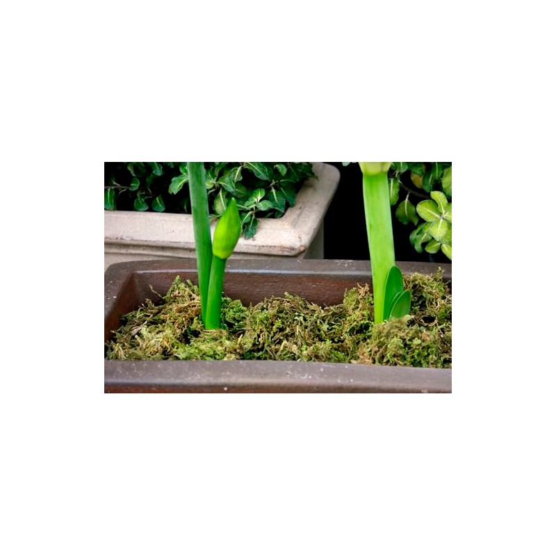 SuperMoss 23820 Mountain Moss Green Sphagnum, Mini Bale, Natural Dried