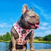Adjustable dog harness/XXS Watermelon car suitable/for no pulling