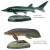 Carolata 3D Picture Book, Realistic Figure Box (Ancient Fish, 7