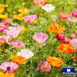 Maxboba California Poppy Seeds Ballerina Mix Non-GMO Heirloom Garden - 250 Seeds