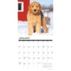 Just Goldendoodle Puppies 2023 Wall Calendar