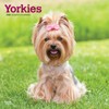 Yorkshire Terriers | 2025 12 x 24 Inch Monthly Square