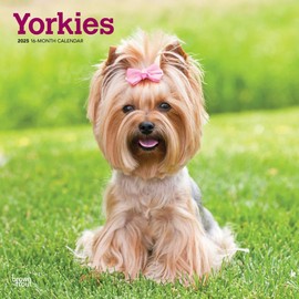 Yorkshire Terriers | 2025 12 x 24 Inch Monthly Square Wall Calendar | BrownTrout | Animals Small Dog Breeds Yorkies