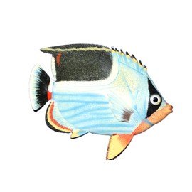 6 Inch Species Correct Tropical Fish, Wreath & Fish Net Decorations, Gift Basket, Beach, and Pool Party Decorations! F6-18 (4)