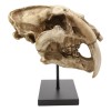 Ebros Sabertooth Tiger Cat Fossil Skull Skeleton Statue With Museum