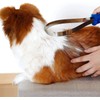 Dual-Sided Dog Shedding Blade,Dog Deshedding Loop Brush,1Pc Dog Shedding Brush,Dual-Sided