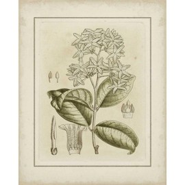 ArtDirect Curtis 20x24 Gallery Wrapped Canvas Museum Art Titled: Small Tinted Botanical III